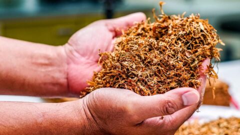 production tabaco misiones