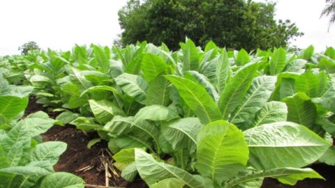 Nuevo precio para el tabaco