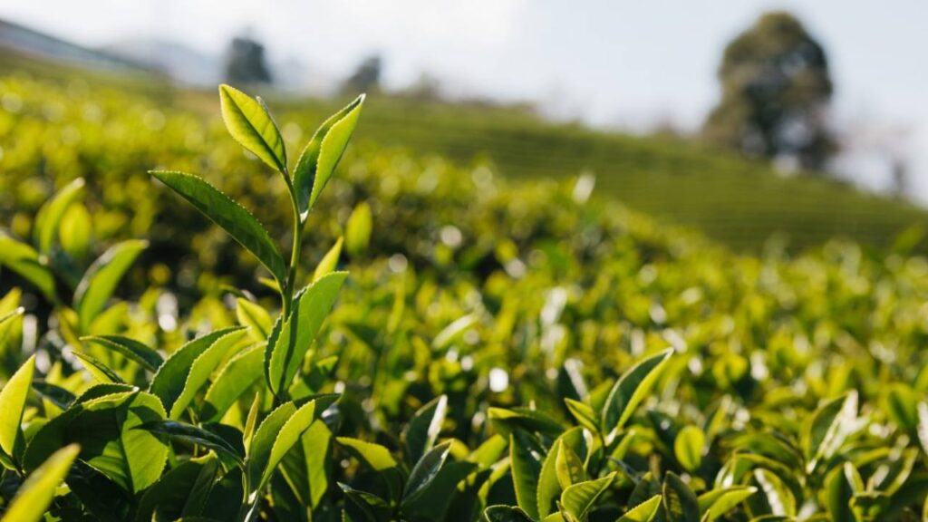 Misiones subió precio kilo de té