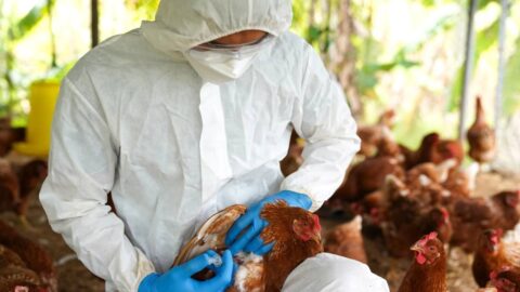 Misiones no tiene casos de gripe aviar