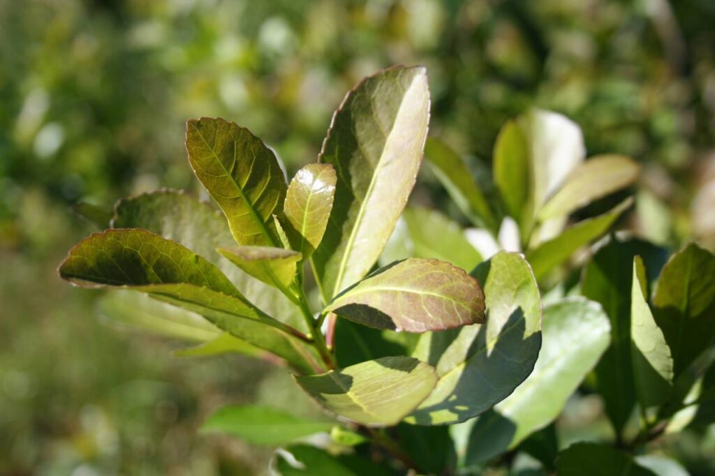 Plantaciones yerba mate