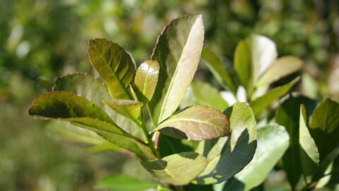Plantaciones yerba mate