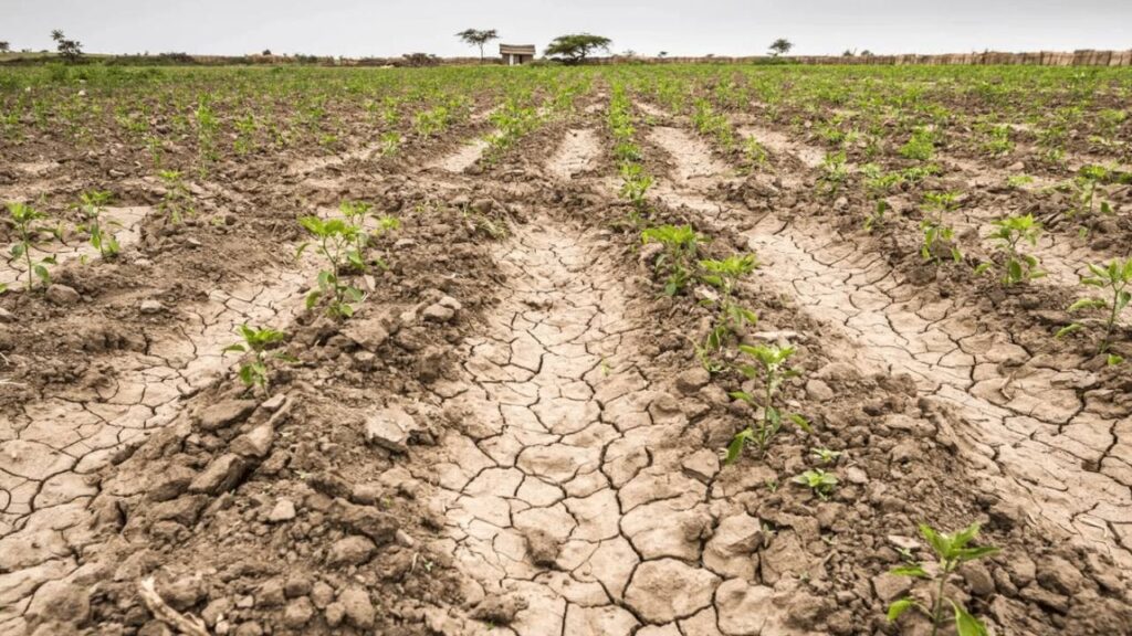 emergencia agropecuaria san luis