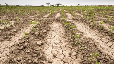 emergencia agropecuaria san luis
