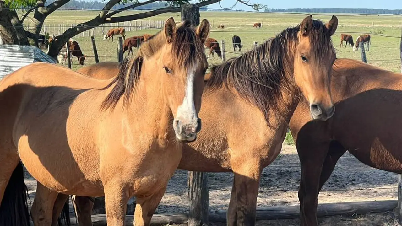 La Encefalomielitis Equina fue declarada de emergencia sanitaria en  Argentina | De la Tribuna TV